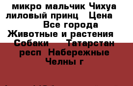 микро мальчик Чихуа лиловый принц › Цена ­ 90 - Все города Животные и растения » Собаки   . Татарстан респ.,Набережные Челны г.